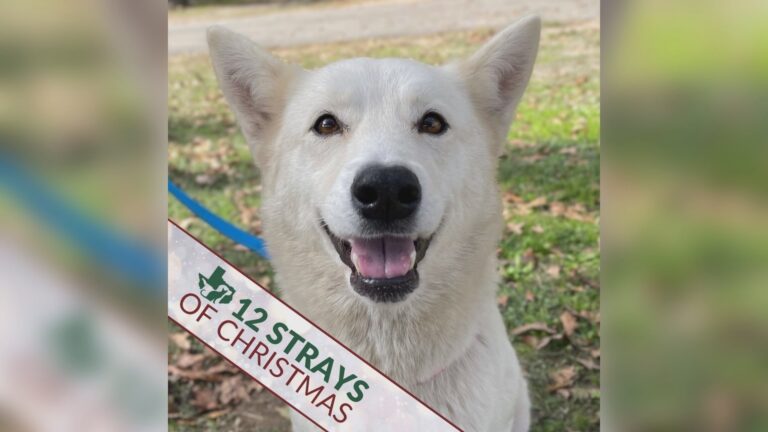 Aggieland humane society begins 12 strays of Christmas promotion