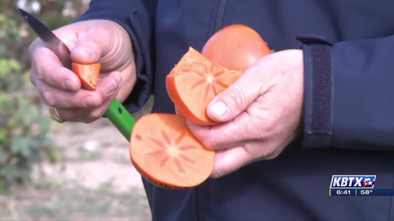 Weekend Gardener: Persimmon tree