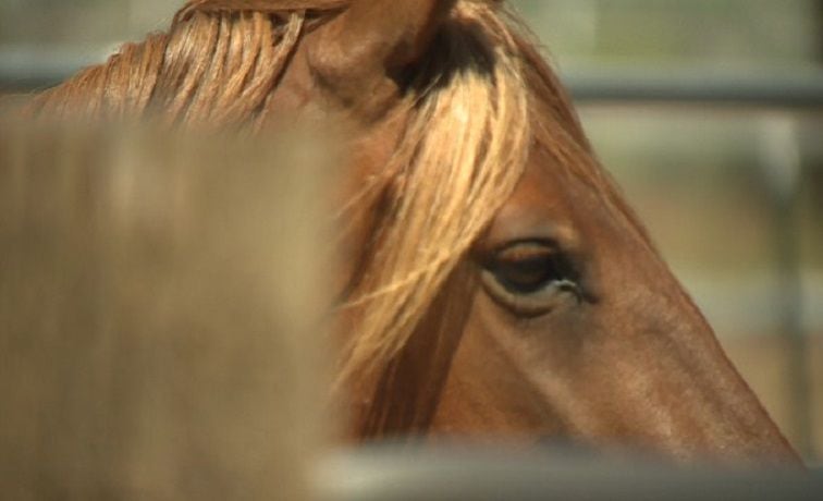 Brazos Extension Horse Committee to host Equine Evening