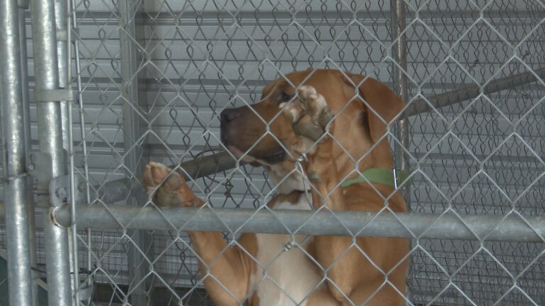 Calvert animal holding facility in need of winter upgrades