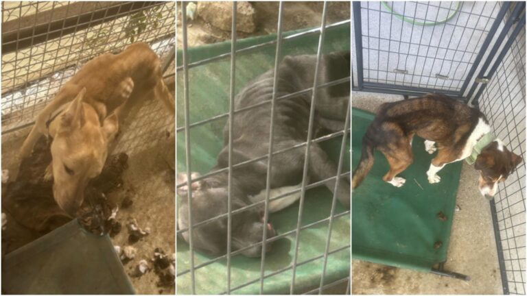 ‘Numerous dogs found dead, in bad condition’ at Marlin facility, Falls County sheriff says