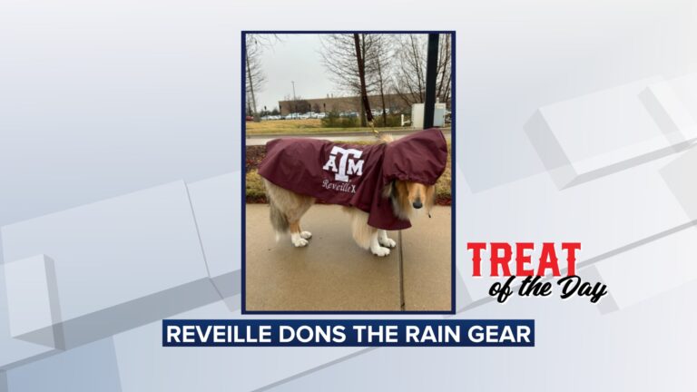 Treat of the Day: Reveille dons the rain gear