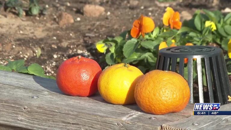 Weekend Gardener: Protecting citrus plants during the winter