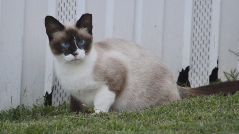 Aggieland Humane Society offers spay/neuter surgeries for feral cats