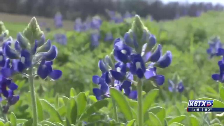 Focus at Four: Lady Bird Johnson’s wildflower legacy