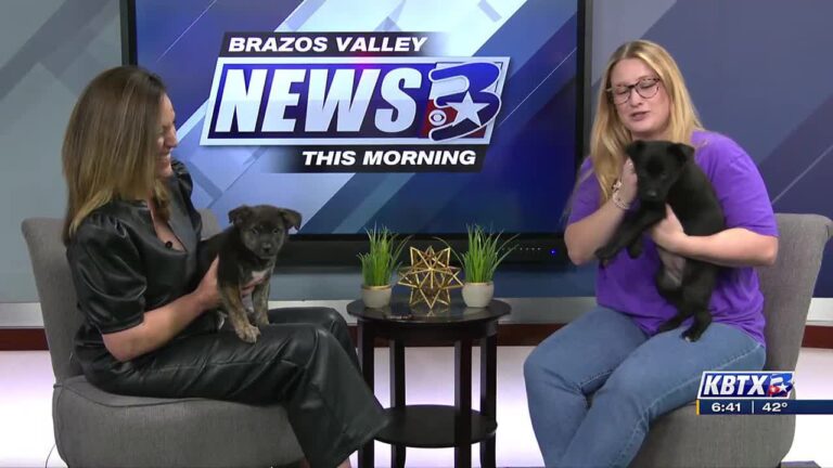 Puppy Bowl fee-waived adoptions continue this week at Aggieland Humane Society