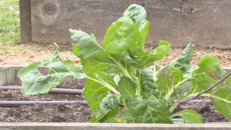 Grimes County community garden aims to bring fresh produce to ‘food desert’