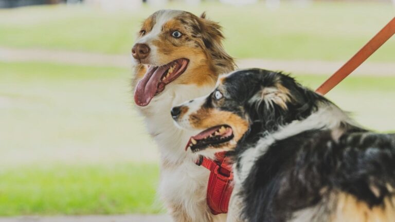 Bryan Animal Center to host free microchip event