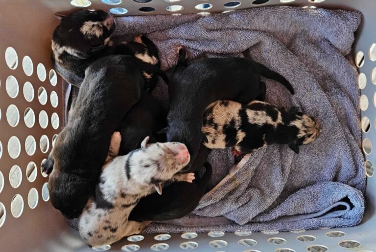 Aggieland Humane Society takes in newborn puppies abandoned near dumpster