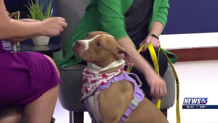 Aggieland Humane Society Pet of the Week: Hazel