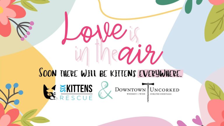 2nd annual Kitten Shower set for Sunday at Downtown Uncorked