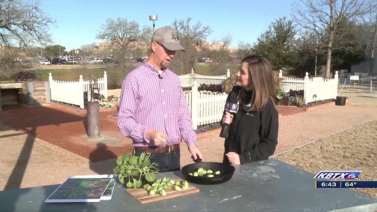 Weekend Gardner: Growing and cooking brussels sprouts