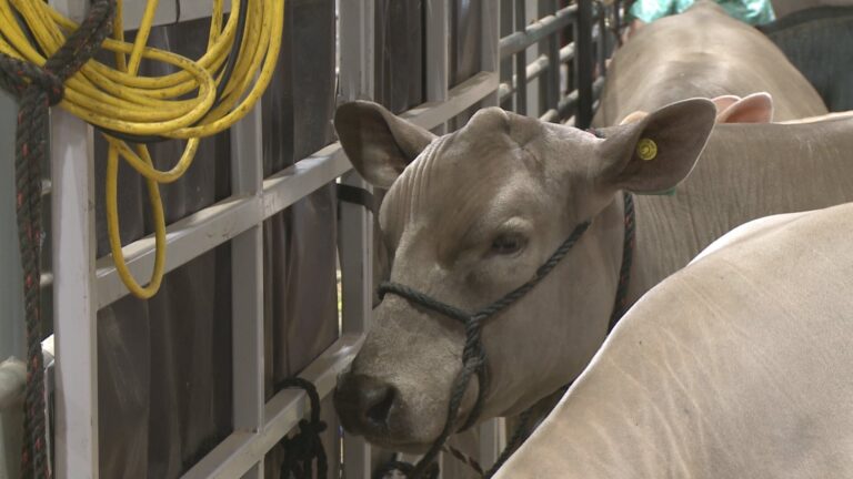 Brazos County students to showcase hard work at Youth Livestock Show