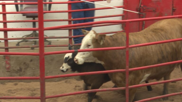 Rancher donates cow and calf, proceeds go towards relief at panhandle fire