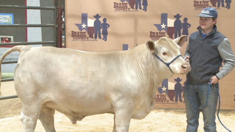 Students share preparation process for 68th Annual Brazos County Youth Livestock Show