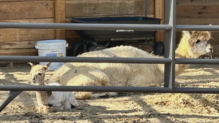 Family searches for baby alpaca that escaped from trailer between CS and Waco