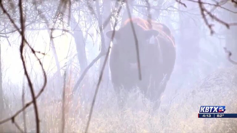 Focus at Four: Texas A&M AgriLife office in Canadian discuss ‘huge loss’ after wildfire