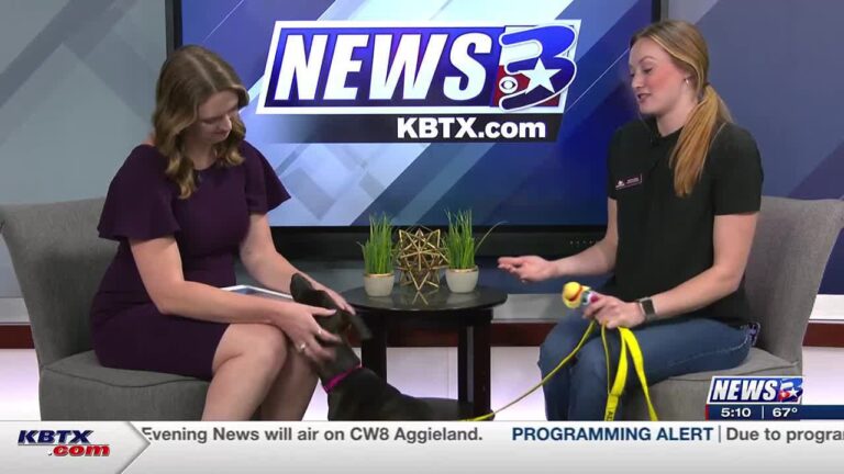 Aggieland Humane Society Pet of the Week: Jade