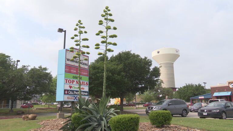 Two large century plants spotted towering over Texas Avenue