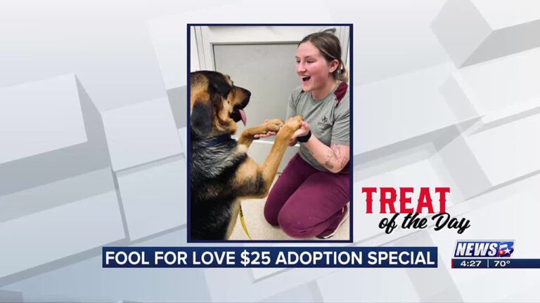 Treat of the Day: $25 adoptions at Aggieland Humane Society