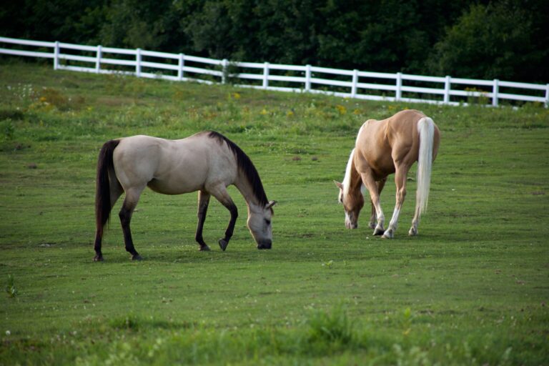 From the Ground Up: Equine industry filled with job opportunity