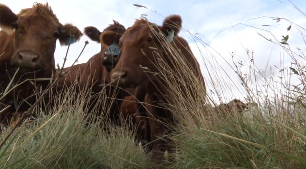 Burleson County Beef Cattle Tour offered in May