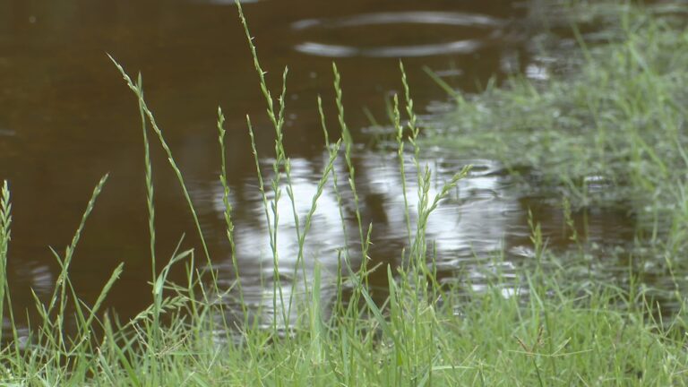 Flooding can cause boom in the mosquito population