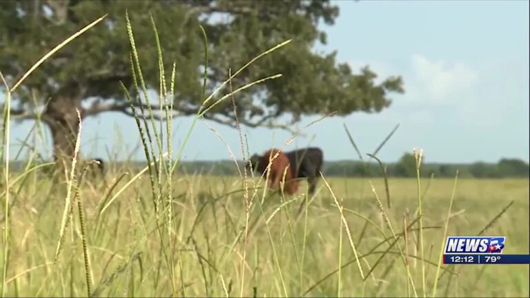 Registration open for A&M AgriLife’s Forage Field Day