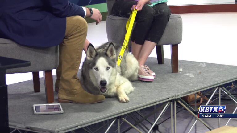 Aggieland Humane Society holding Name Your Price Adoption Special