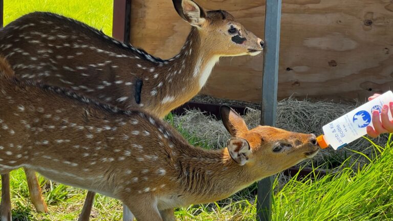 Central Texas rancher says balloons released over her property resulted in deer suffering injuries