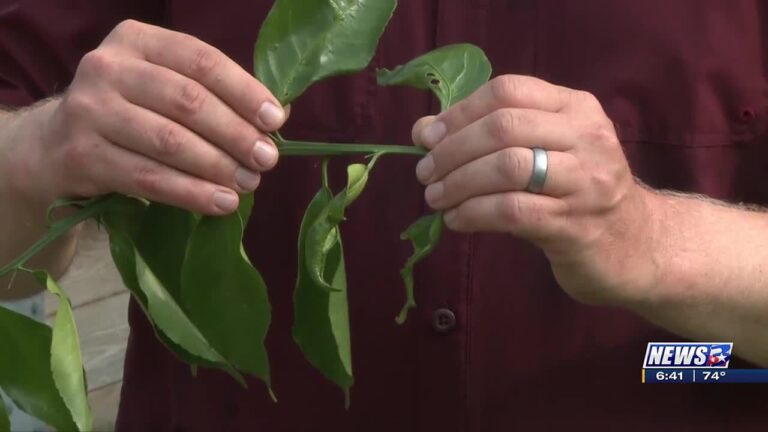 Weekend Gardener: Protecting plants from citrus leafminer