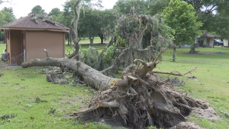 Several large trees downed during probable small tornado in Washington County