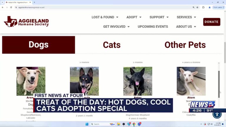 Treat of the Day: Hot Dogs, Cool Cats adoption special