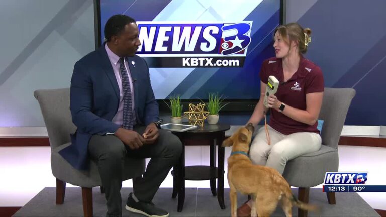 Aggieland Humane Society Hosting free microchip event