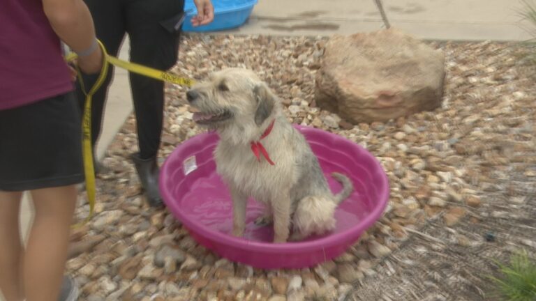 Aggieland Humane Society holds Pups on the Patio