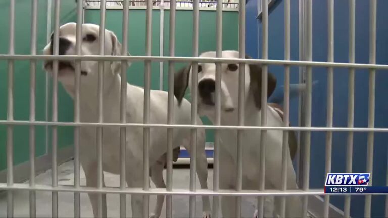 Bryan Animal Center offers free rabies vaccinations, microchips for local pets