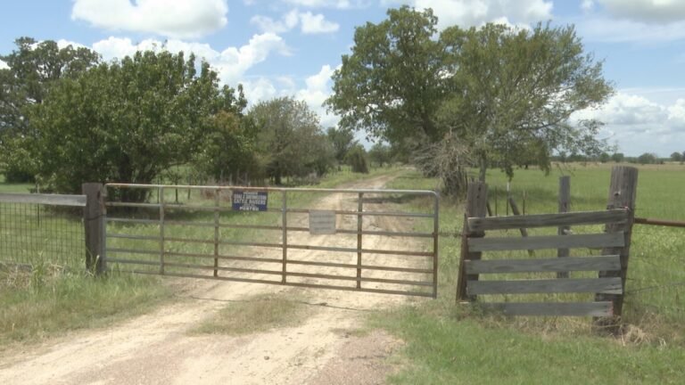 Grimes County man killed after being stung by bees