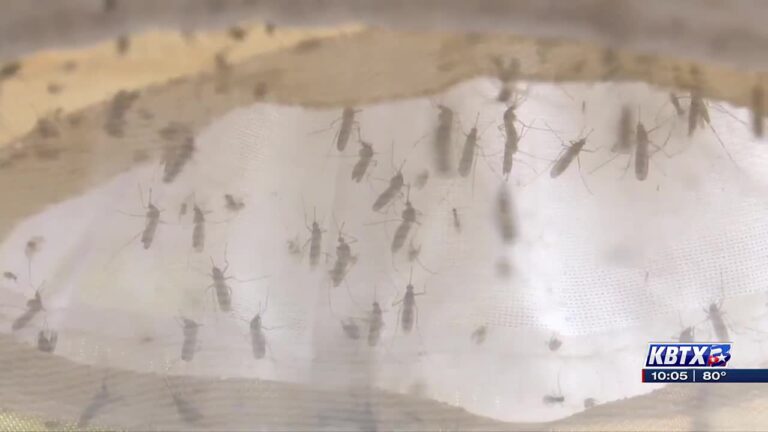 Several Brazos Valley counties have mosquitoes test positive for West Nile virus