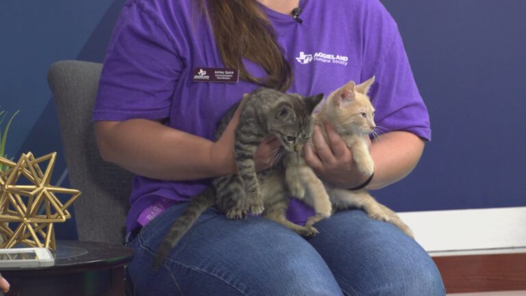 Celebrate National Kitten Day with Aggieland Humane Society