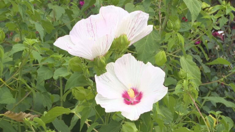 Weekend Gardener: Hibiscus plants