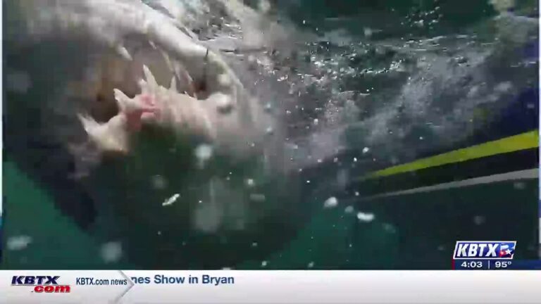 Focus at Four: Experts discuss recent shark bite activity on the coast