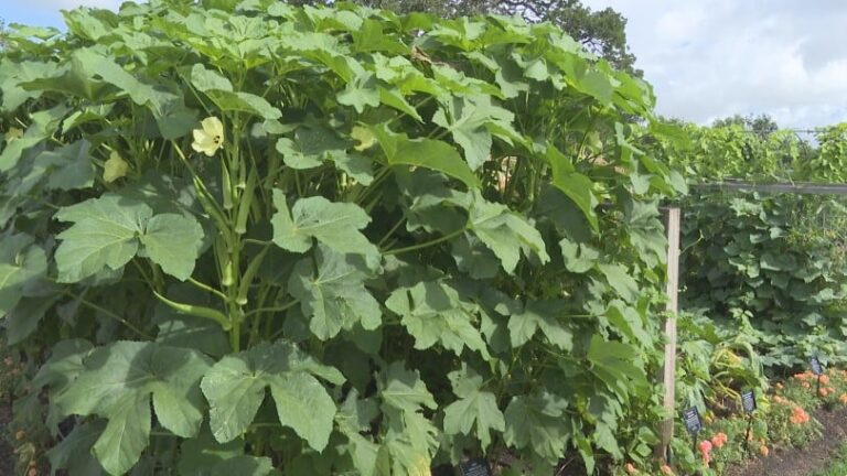 Weekend Gardener: Preserving your harvest