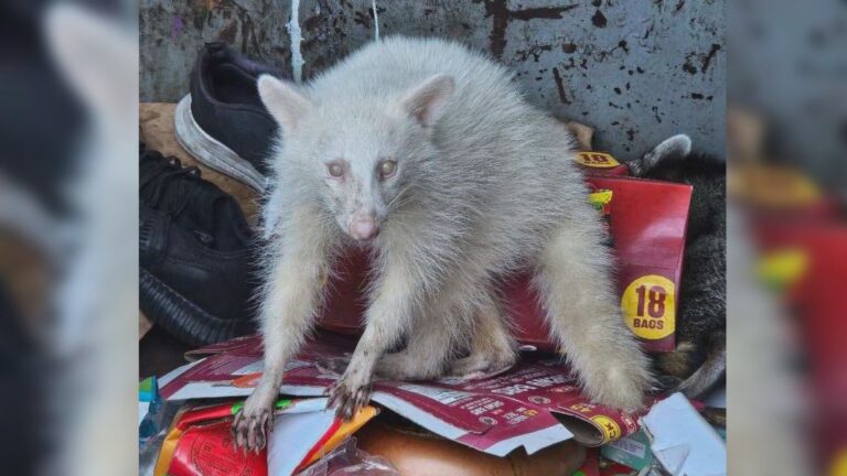 An albino raccoon was found in a College Station dumpster