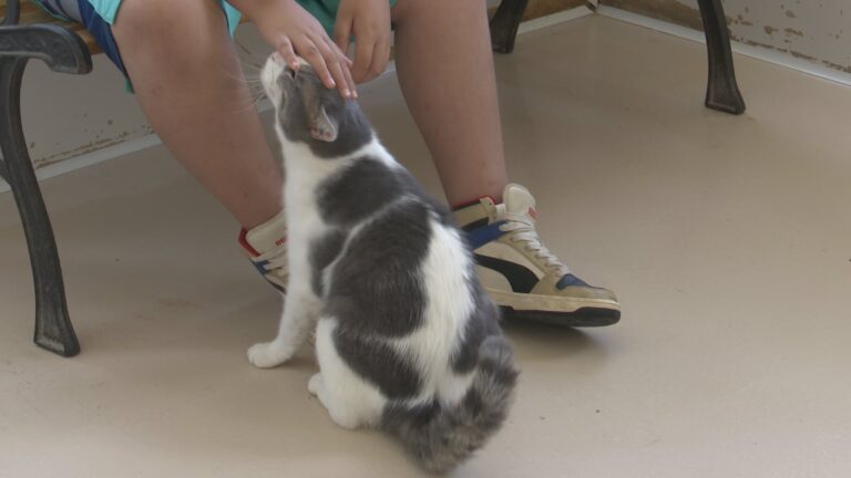 No-kill animal shelter in Hearne seeks forever homes for pets while facing overcrowding