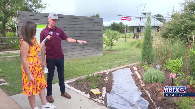 Weekend Gardener: Texas A&M horticulture expert explains how, benefits of garden solarizing